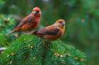 Red crossbills foraging-Washington State-USA Art Print